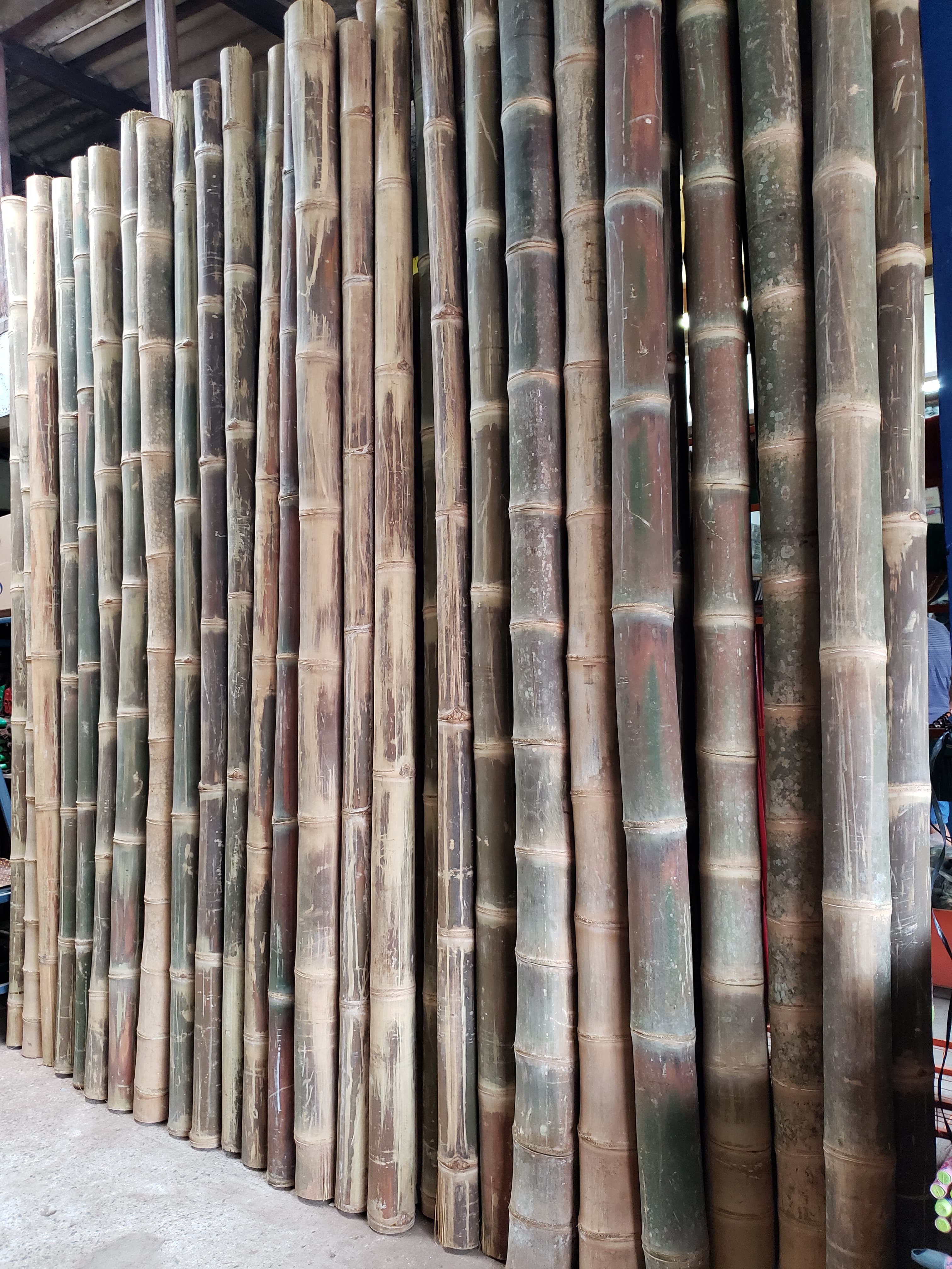 Bambu Imperial