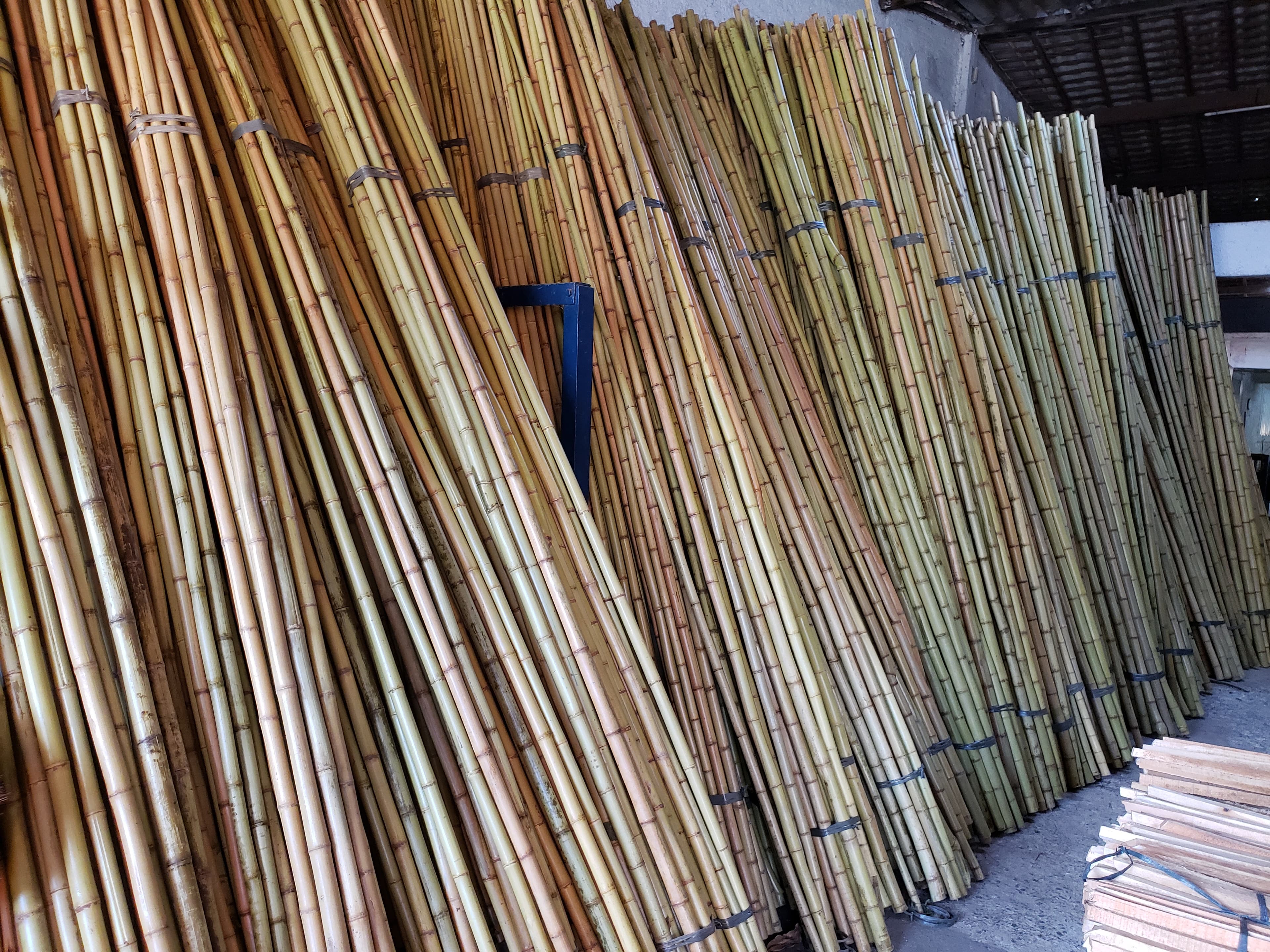 Bambu